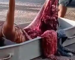 Brazilian woman run over by a truck