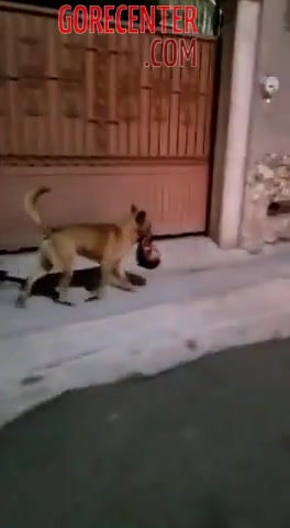Dog on a walk with a human head • GoreCenter