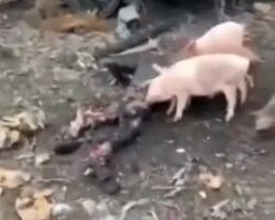 Pigs eat corpse of Russian soldier