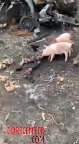 Pigs eat corpse of Russian soldier • GoreCenter