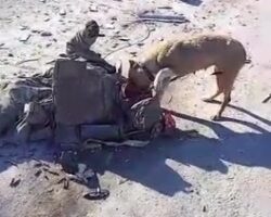 Street dog eats the corpse of a Ukrainian soldier