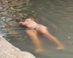 Corpse of a woman floating in the river