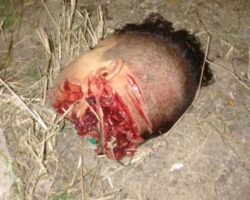 Headless victim of drug cartel