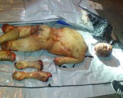 Investigators put dismembered man’s body back together
