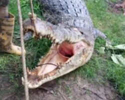 Little boy eaten by crocodile