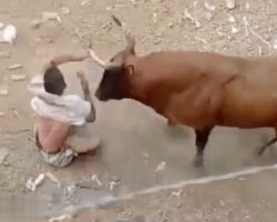 Man gored by bull