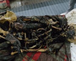 Postmortem examination of rotten skeleton