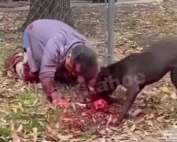Man torn alive by dogs
