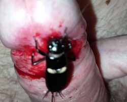 Bug eating dick