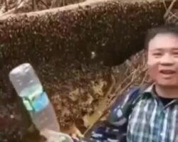 Chinese dumbass provoked swarm of bees