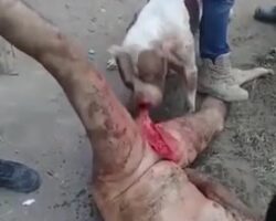 Castrated by pack of pit bulls