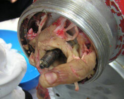 Hand in meat grinder
