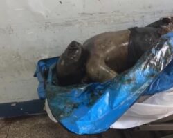 Paria diving tragedy