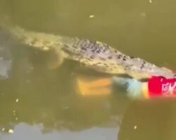 Man killed by crocodile