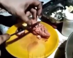 Man eats raw pig eyes and brain
