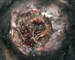 Skull infected with maggots