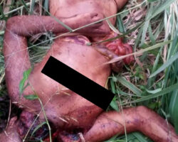 Slashed, gutted and raped teen