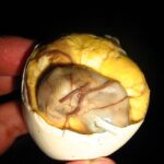 White balut