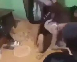 Group of Asian girls brutally beat a girl in front of her boyfriend