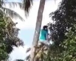 Kid accidentally hanged himself on palm tree