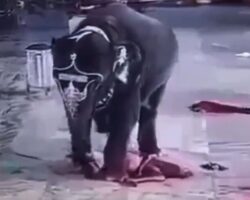 Elephant brutally tramples guy to death