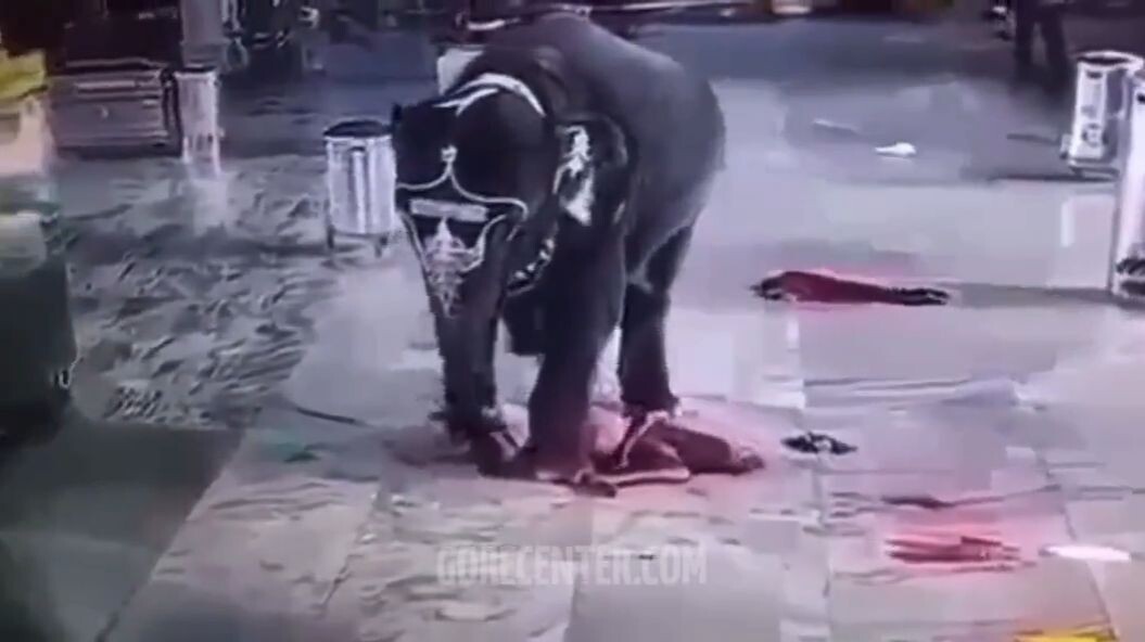 Elephant brutally tramples guy to death • GoreCenter