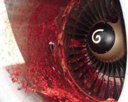 Aircraft mechanic sucked into jet engine