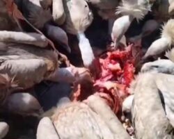 Vultures eat corpse during traditional Tibetan funeral