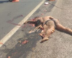 Brazilian shemale crushed by truck