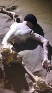 Male corpse found partially eaten by fish