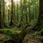 Aokigahara