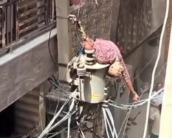 Guy fried on pole transformer