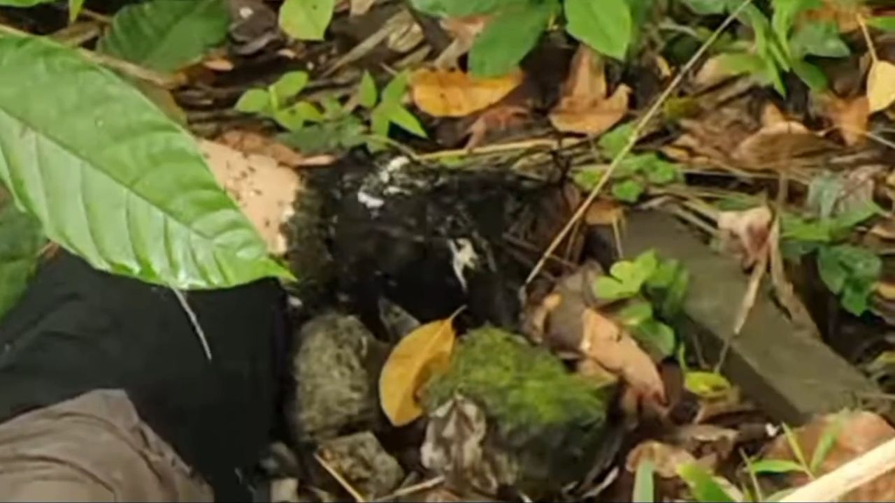 Rotting corpse of woman found on roadside • GoreCenter