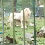 ZOO security guard lost his arm when he tried to pet lion