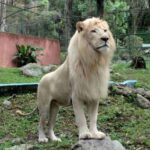 ZOO security guard lost his arm when he tried to pet lion