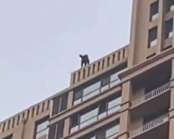 Chinese man ends his life by jumping from tall residential building
