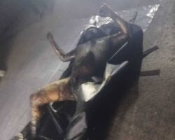 Dozens dead after explosion at Iranian port
