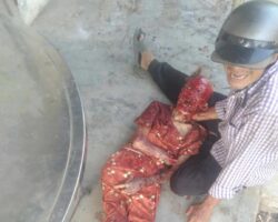 89-year-old woman mauled by stray dogs