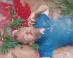 Falling tree killed two men in Acre, Brazil