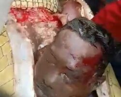 Man eaten by crocodile is being pulled out of its belly