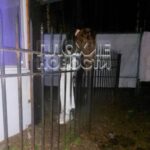 Young drunk woman impaled herself on fence