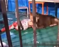 Attack on zookeeper by lion in Mashhad Vakilabad Zoo