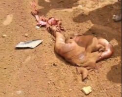 Careless pedestrian fatally struck by livestock truck