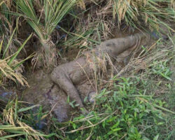 Dead body of woman found submerged in rice field mud