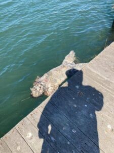 Decomposed male corpse found in water at Island Park