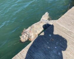 Decomposed male corpse found in water at Island Park