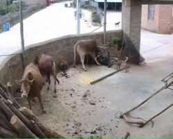 Elderly farmer attacked by aggressive cow
