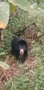 Elderly woman died as a result of wild bear attack