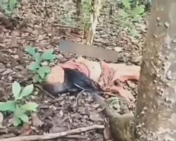 Elderly woman died as a result of wild bear attack