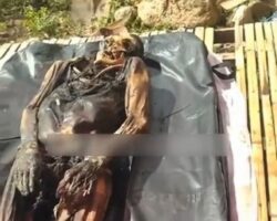 Hanged man in mummified state found in Indonesian forest